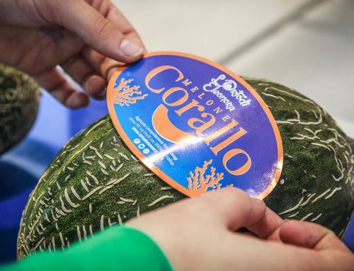 Corallo: il nuovo melone de L’Orto di Eleonora che vale una medaglia d’oro